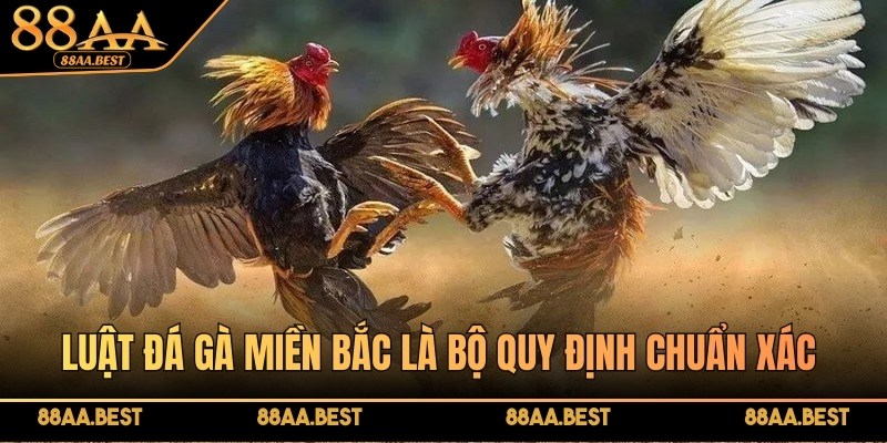 Luật đá gà miền Bắc là bộ quy định quan trọng trong các trận gà chọi
