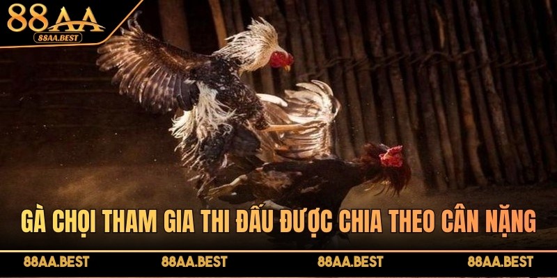 Gà chọi trong luật đá gà miền Bắc thường được phân hạng theo cân nặng