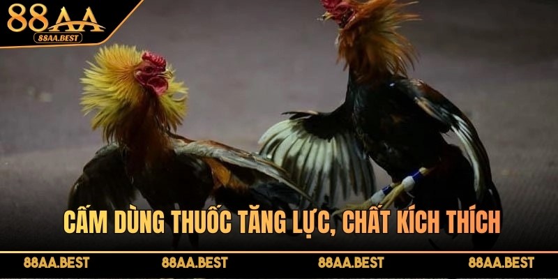 Luật đá gà miền Bắc nghiêm cấm sử dụng chất kích thích trong thi đấu